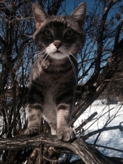 pvnkflora:There was a cat in my tree