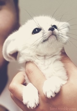 emilydanielle2011:  And a baby white fox to make you smile :) I feel like this fox to make your day better is gonna be a daily thing…  Such an adorable little white fox :)