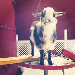 leadinq:  THIS IS THE HAPPIEST GOAT I HAVE EVER SEEN OMFG JUST LOOK AT ITS FACE 