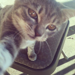 epicholiday182:  loopyz:  how could you not reblog this.  cat selfies 