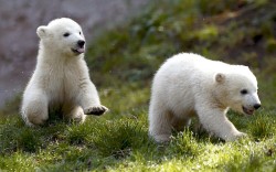 phototoartguy:  Twin polar bear cubs Nela and Nobby play outside their enclosure at Tierpark Hellabrunn zoo in Munich Picture: MICHAEL DALDER/REUTERS 