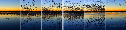 &ldquo;Blast Off at Bosque del Apache&rdquo; This is  a sextych of the mass take off of snow geese from a pond at Bosque del Apache National Wildlife Preserve near San Antonio NM.  Imaged Nov 2012. It&rsquo;s all over in less than 30 seconds.