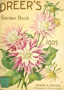 heaveninawildflower:  Dreer’s Garden Book 1905. ” Superb Cactus Dahlia - Kriemhiloe” Henry A. Dreer. 714, Chestnut St. Philadelphia, Pa. U.S. Department of Agriculture, National Agricultural Library archive.org 