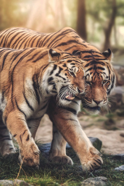 w-canvas:  Tiger Love by Harry Schindler | Now on Instagram 