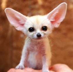 ec-dysiast:  phototoartguy:  The Fennec Fox is the Most Adorable Animal in the World In Cherl Kim on Flickr  Gimme 