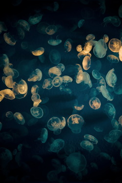 r2&ndash;d2:  Jellyfishes By typedow 