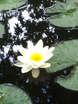 My little baby opened up! Lotus flower/water lily