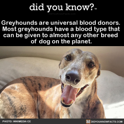 did-you-kno: Greyhounds are universal blood donors.   Most greyhounds have a blood type that   can be given to almost any other breed   of dog on the planet.   Source Source 2