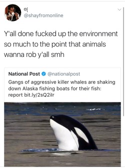 namikawas:  weavemama:  maybe gangster whales is what we need in order to fight climate change  Whales, you’re doing great sweeties 