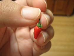 direhuman:  direhuman:  fan-troll:  this pepper is way too small  can you please put a little blanket or a tiny sweater on him  because he’s a little chili 