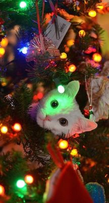 catsbeaversandducks:  &ldquo;Wreck the tree and blame the doggie… Fa la la la la la la la laaaa!…&rdquo; Photos via &gt;^..^&lt; in a Christmas Tree  A tree is never complete without a kitty in it.