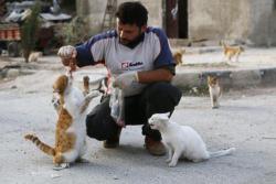 In the middle of the Syria bombings, this good man - known as the &ldquo;cats man&rdquo; feed all the lost and abandonned cats of the town. Viva him!
