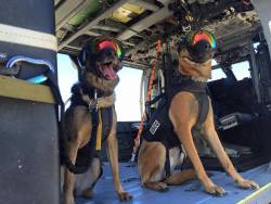 goodassdog:    Ricky and Evy after they passed their helicopter proficiency training for the US Coast Guard  