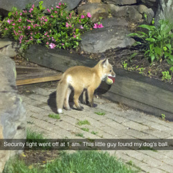 tastefullyoffensive:  Here’s a video of the fox cub playing with the ball (photo by scaredoftheman)