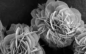 Scanning Electron Microscopy image of protein-inorganic material hybrids that look like flowers
