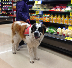 appypollyloggyy:  I met this Saint Bernard at the grocery store today. She was able to tell me that my blood sugar was fine by me breathing at her nose. She sticks her tongue out if it’s off. She can read eleven words(sit, stay, bow, etc). She can read
