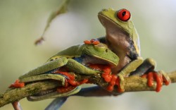 You sleep, honey; I’ll keep watch (Red-eyed Tree Frogs)