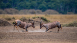 Bow to your partner (Hartebeest antelopes)