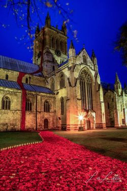 travelbinge:  The beautiful abbey in my hometown of Selby decorated with a cascade of poppies for Remembrance Day.Photo credit: Leslie Liddle