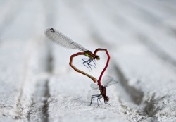 Love bugs (Dragonflies mating)