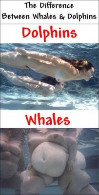 This is what the difference is between dolphins and whales
