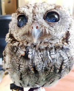 ohitsjustgreg:  actus-indignatio:  babebllue:  This is a rescued owl named Zeus, he is blind but his eyes hold the universe  HOLY  This owl has answers