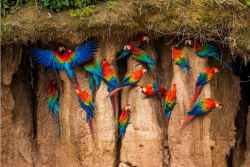 skylin3z:  Macaws 
