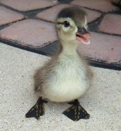 awwww-cute:  Happy little duck