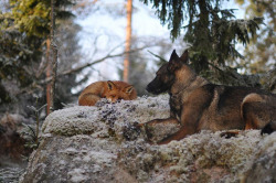 jorgitomosquito:  sixpenceee:  The Fox and the HoundTinni is a Norwegian dog that belongs to photographer Torgeir Berge in the forests of Norway . While exploring the woods together they came across a wild fox that they named Sniffer. Although Sniffer