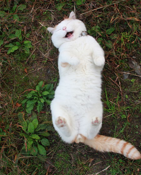 lookinmyeyesandseemymind: tumbledore-: cynicowl: My new goal in life is to be as happy as this cat. how does this cat even see? Magic 