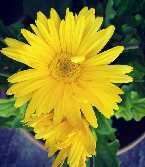 Ferber Daisy #yellow  (at Hacienda Pèrez-Garcia) https://www.instagram.com/p/CBpUdnUjip6/?igshid=t0q5d8jmaasq