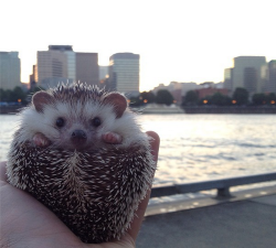 travel-as-a-happy-hippie:  wonderous-world:  Biddy is a 2-year old male African Pygmy hedgehog who goes on amazing adventures with the help of his people parents Thomas and Toni. He goes all over the place and if you want to see more of him and his travel