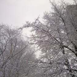 #snow #today  #gray #white #sky #trees #colors #colours