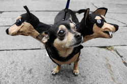 catsbeaversandducks: Cerberus Dog Costumes Via I Have Seen The Whole Of The Internet   ok but where can I buy one