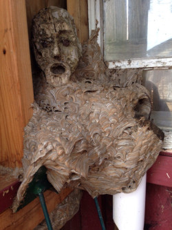 elmatpe:  cthulhucoffee:  Wasp Nest Merges With Human Face To Become Nightmare Fuel  A 