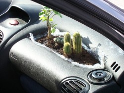 dangerouslymonkey:  legayginger:imagine being in an accident and the airbags failed and you slammed your face into a fucking cactus and had to explain why you would put a fucking cactus inside your vehicle to the emergency responders.  “One Word: Aestheti