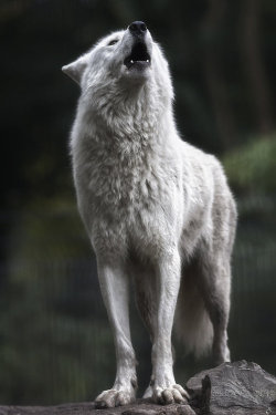 diffuxe:  nichvlas:  Howling Wolf by Arathrael  Following back 