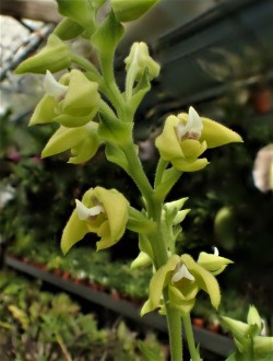 orchid-a-day: Polystachya zambesiaca Syn.:  Polystachya hislopii; Polystachya phiriae July 23, 2019  