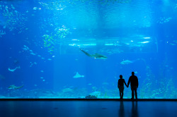 fyeahkorea:  Jeju Aquarium,South Korea 