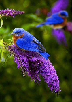 Nature’s brilliant palette (Eastern Bluebirds on Lilac branches)