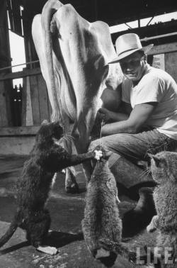  Photo by Nat Farbman: Cats Blackie &amp; Brownie catching squirts of milk during milking at Arch Badertscher’s dairy farm, 1954. Source: LIFE Photo Archive, hosted by Google. 