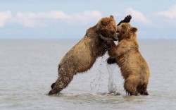theanimalblog:  Two brown bears fight while playing in Lake Clark National Park, Alaska.  Picture: Nathan Harrison / Barcroft Media 