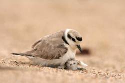 stoned-levi:  animal-factbook:  Sometimes when disciplining their young, the Western Snowy Plover must sit on their children. This is only used in about 20% of cases (where the offspring are particularly unruly) and has a success rate of 87%.   These