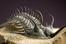mrcaptaincook:  fossilized moroccan trilobites! :O