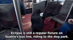 fakenasty:  huffingtonpost:  Seattle Dog Figures Out Buses, Starts Riding Solo To The Dog ParkSeattle’s public transit system has had a ruff go of things lately, and that has riders smiling.   MY HEART