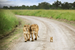 awkwardsituationist:  two lionesses and their cubs taking an early morning stroll in kenya’s masai mara. photos by david lazar 