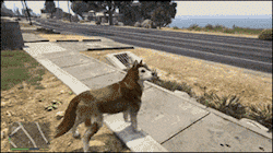 leadhooves:gifsboom:GTA Dog Forgot How To DogI wish you could own dogs in gta online :(