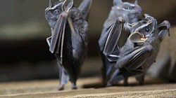 biomorphosis: When you flip bats upside down they become exceptionally sassy dancers [x].