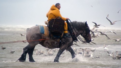 ainawgsd:   On the northwest Belgian coast, there is a little known tradition: shrimp fishing on horseback.   The activity consists of what its name describes: fishing shrimp on a horse.    In the 15th century, shrimp fishing on horseback was still practi