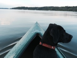 handsomedogs:  Sebastian 5months  On a kayak ride